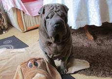 Blue Boy Balou of golden Moonlight-Shar Pei