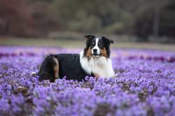 Blue von der Seidenpfotenbande-Australien Sheperd