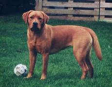 Bounty of Moonlight Diamonds-Labrador Retriever