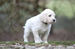 Bowie vom Weidenhof-Goldendoodle