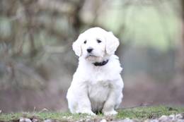 Bruno vom Weidenhof-Goldendoodle