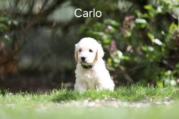 Carlo vom Weidenhof-Goldendoodle