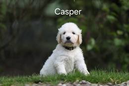 Casper vom Weidenhof-Goldendoodle