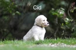 Cid vom Weidenhof-Goldendoodle