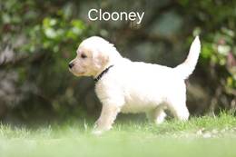 Clooney vom Weidenhof-Goldendoodle