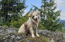 Colleen vom Haus Dachsbach-Border Collie