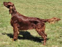 Con Amore Ginger Boy Mirelionne-Irish Red Setter