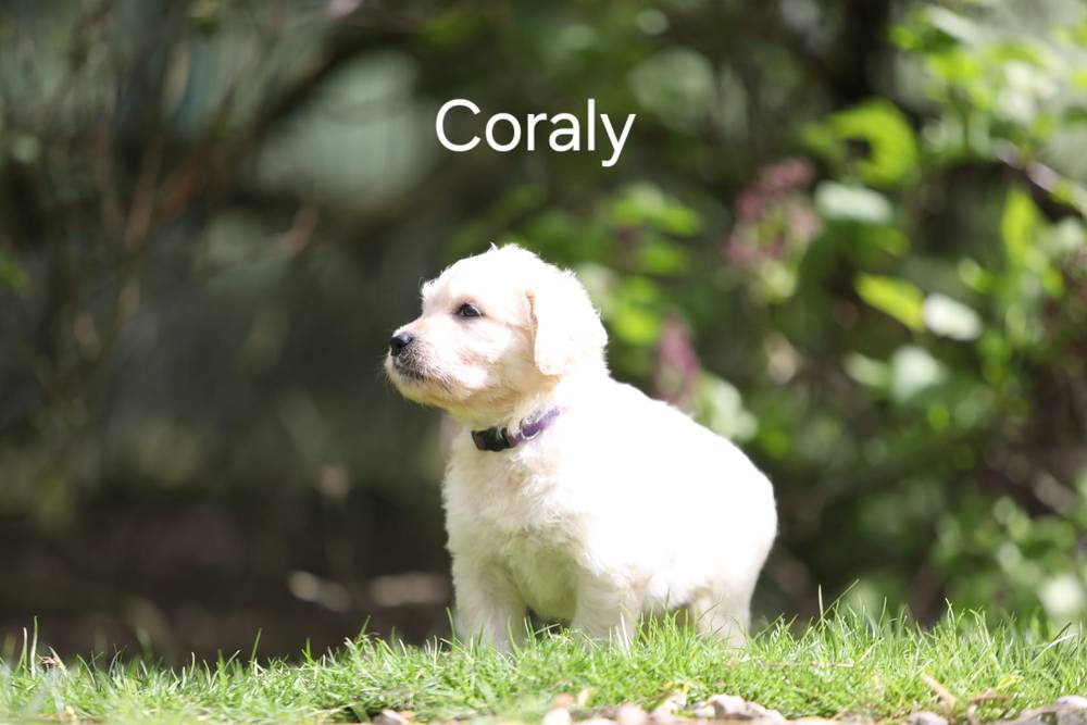 Coraly vom Weidenhof-Goldendoodle