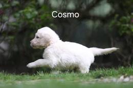 Cosmo vom Weidenhof-Goldendoodle