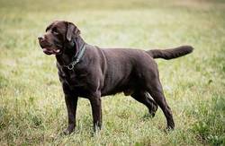 Creekhunter's Baxter Blue-Labrador Retriever