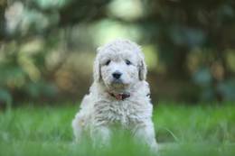 Dakota vom Weidenhof-Goldendoodle