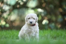 Dana-Fibonacci vom Weidenhof-Goldendoodle