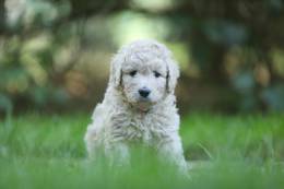 Delilah-Bindi vom Weidenhof-Goldendoodle