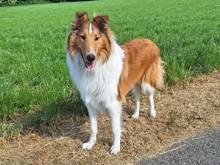 Denver vom Campemoorer Colliehof-Collie