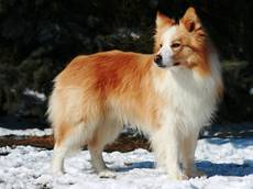 Diamond of Whitecastle Casper-Border Collie