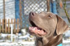 Diamond vom Buchstein-Labrador Retriever