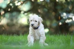 Dina-Fritzi vom Weidenhof-Goldendoodle