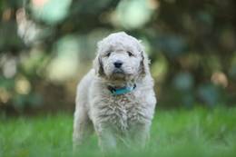 Domino-Rudi vom Weidenhof-Goldendoodle