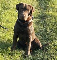 Dusty vom Hohenbogen-Labrador Retriever