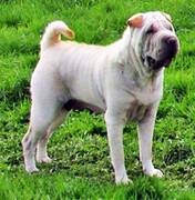 Easy Eliza Dolittle vom Hannis Dream Dogs-Shar Pei