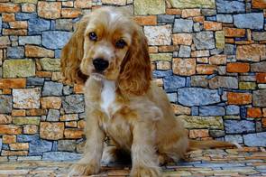 English Cocker Spaniel