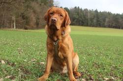 Ettore di Troia Albamarina-Labrador Retriever