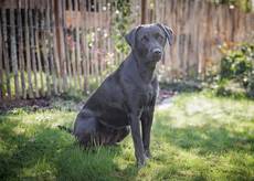 Felija vom Laugnatal-Labrador Retriever