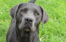 Filly vom Schwarzwald-Labrador Retriever