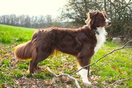 Godiva of Courtyard Fountain-Australian Shepherd