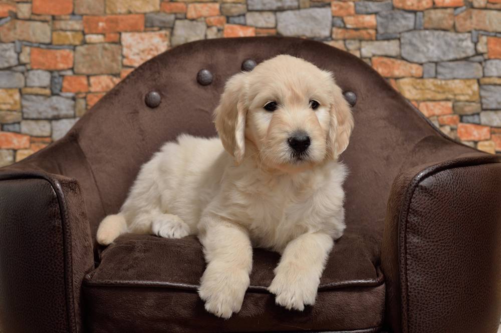 Goldendoodle in creme