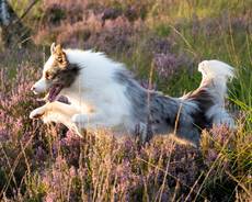 Independence Day vom Esthal-Border Collie