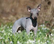 Irvina Vita Helga Pataki-American Hairless Terrier