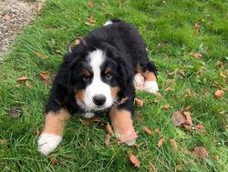 Island Yoshi von Delingsdorf-Berner Sennenhund