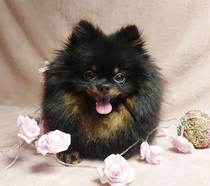 Jolle My Precious Pomeranian-Pomeranian Zwergspitz