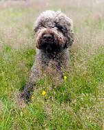 Jule vom Lichtergarten-Lagotto Romagnolo