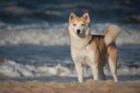 Katiebrooke Akira vom Nordstern-Pomsky