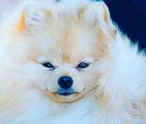 Keytail's Must be Nanuk-Pomeranian Zwergspitz