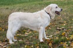 Kimmy vom Wolfsberg-Golden Retriever