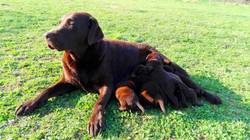 Leila vom Buchstein-Labrador Retriever