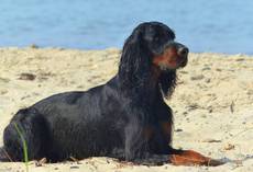 Montrose's Black Sun-Gordon Setter