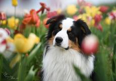 Monty von der Seidenpfotenbande-Australian Shepherd