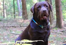 Nero-Lukas von Gsengertstein-Labrador Retriever