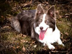 Old Irish Rose vom Rhöner Land-Border Collie