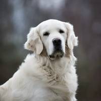 Oscar vom Weidenhof-Golden Retriever