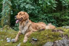 Pallina vom Isental-Golden Retriever