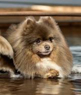 Pinkerlton Lady Levander-Pomeranian Zwergspitz