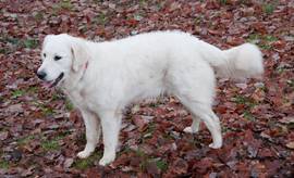 Sally von Marburg-Golden Retriever