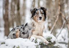 Schnöterichs Shae-Australian Shepherd