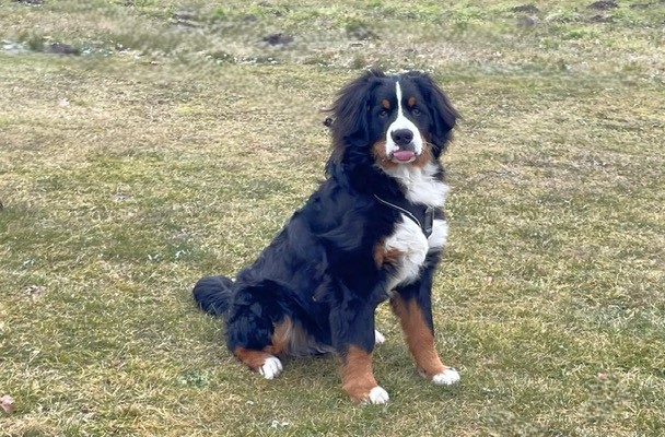 Simba Xaver Berner Sennenhund