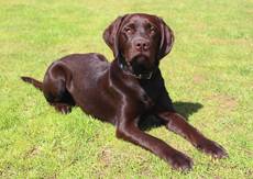 Sir Apollo vom Rittergu-Labrador Retriever